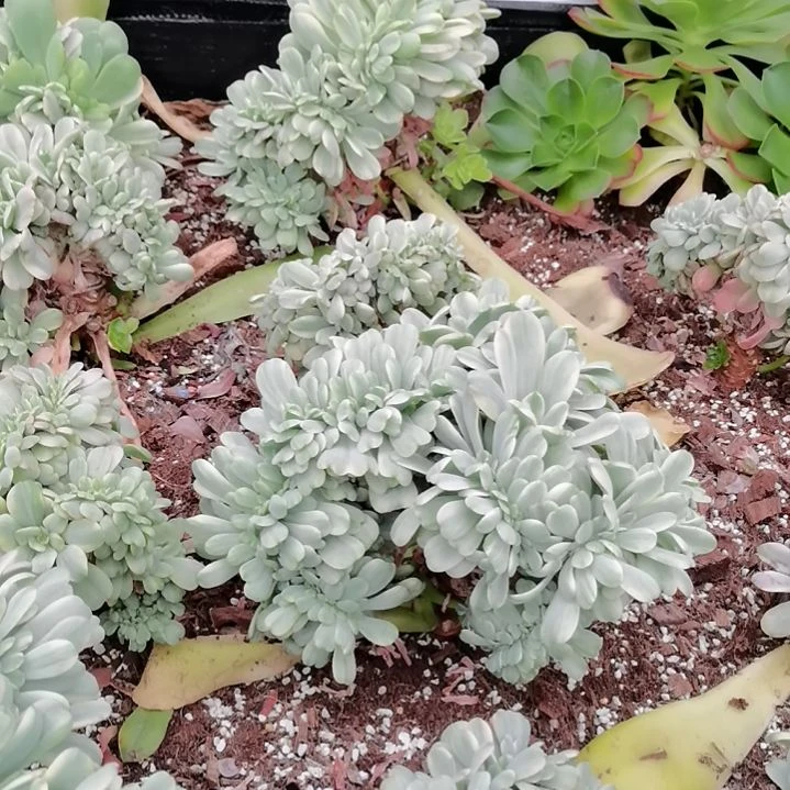 酸橙柠檬白覆轮锦缀化捌下发