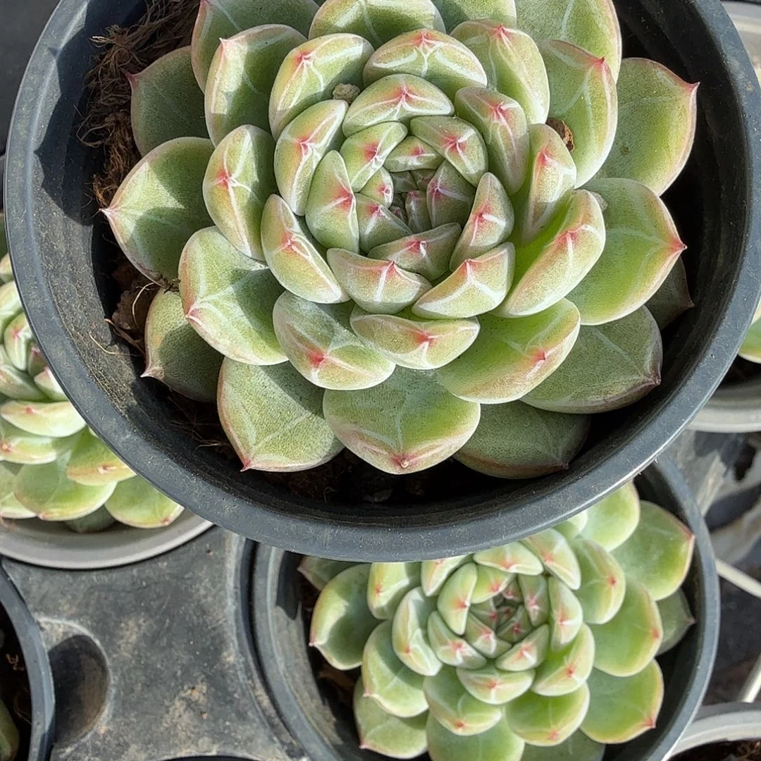 雪花珍妮多肉植物精品