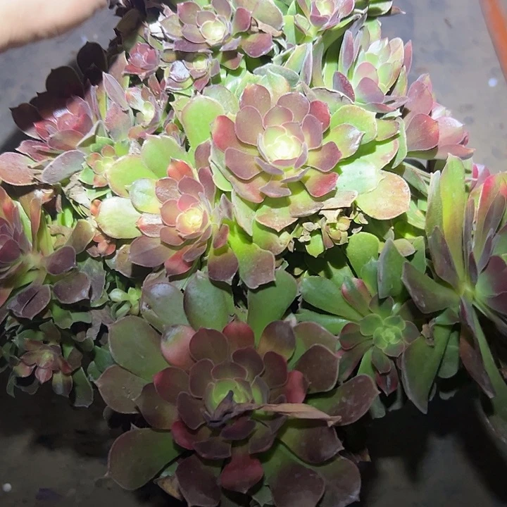 法师链接一物一拍85