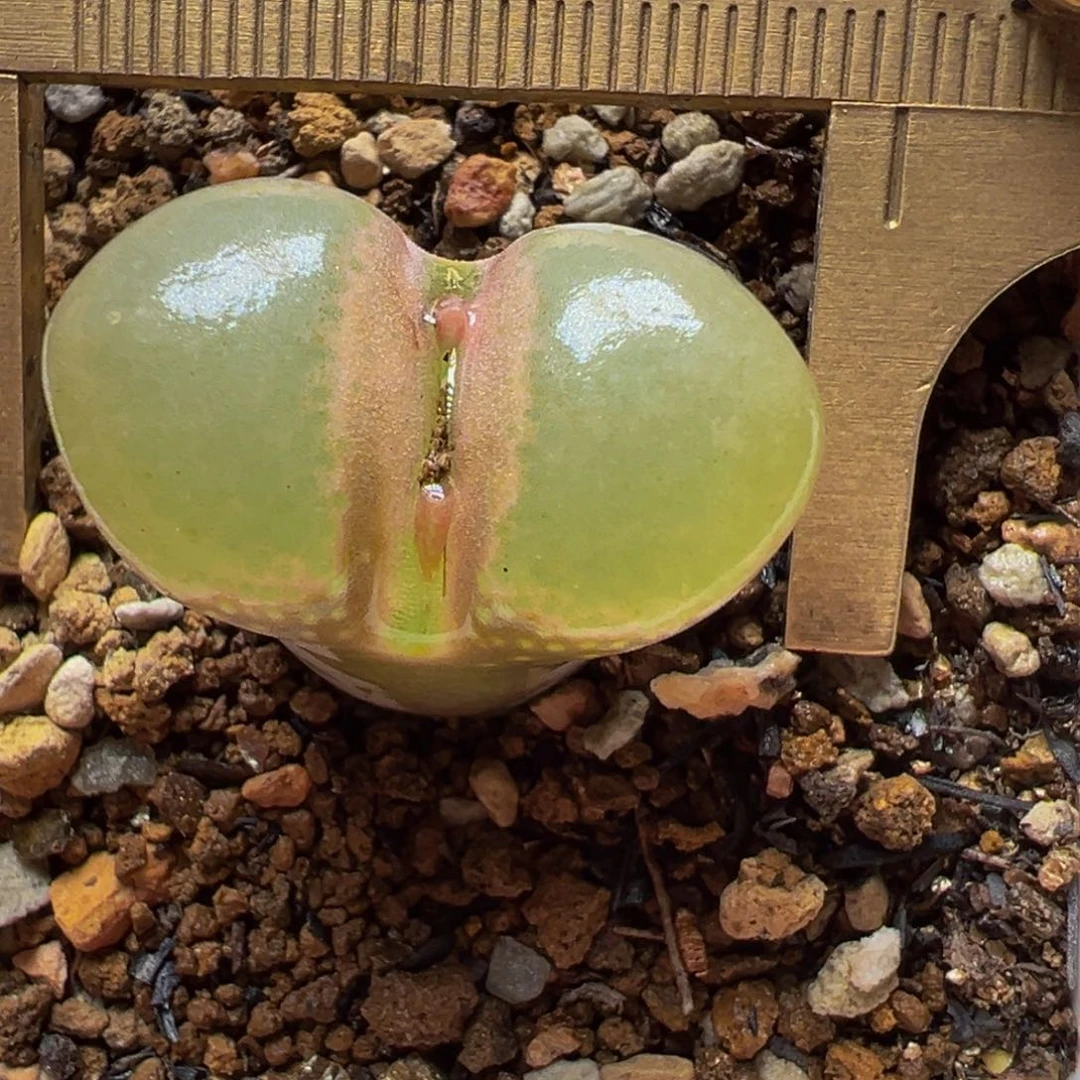 C10风铃多肉植物百科