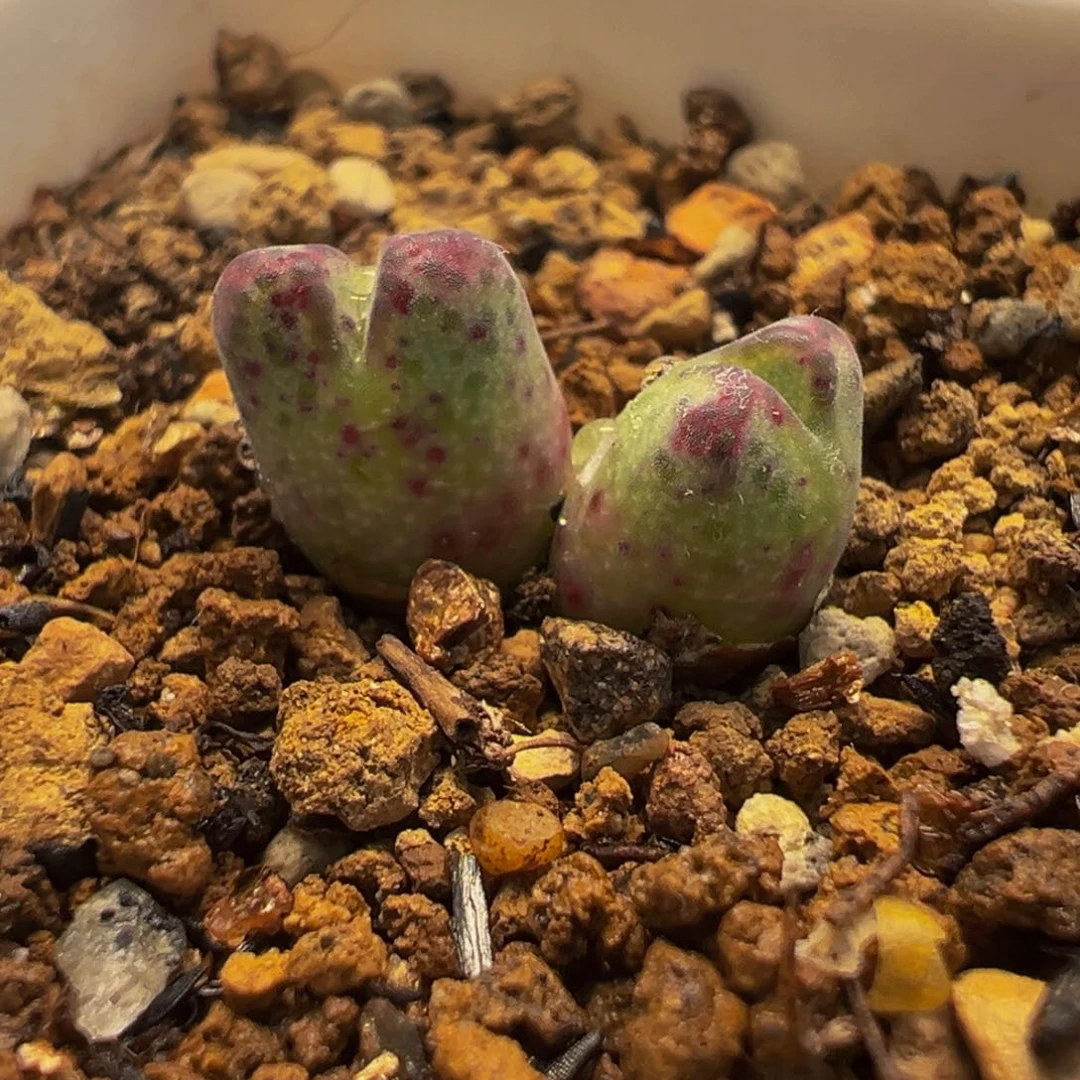 152多肉植物种类多样