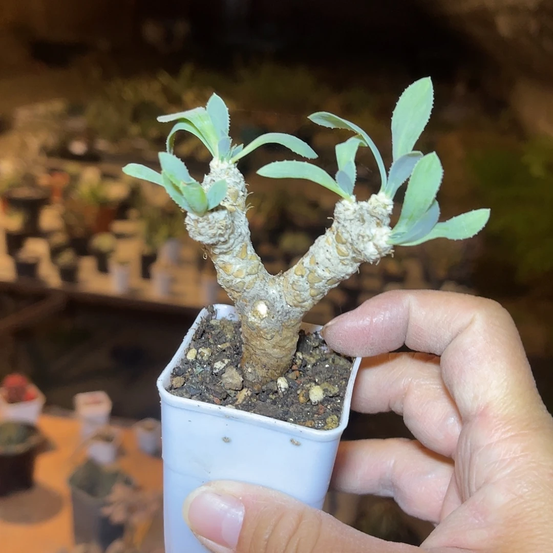 实生刨花厚敦菊一物一拍