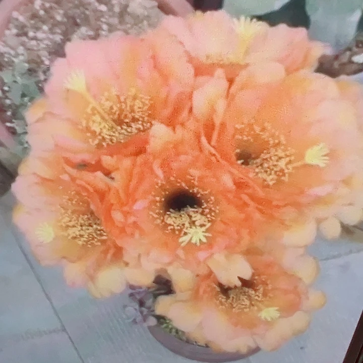 毛花柱 vr11侧芽 满20包邮