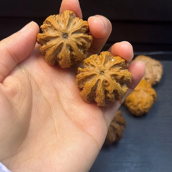 核桃秦岭突突突突突突突3