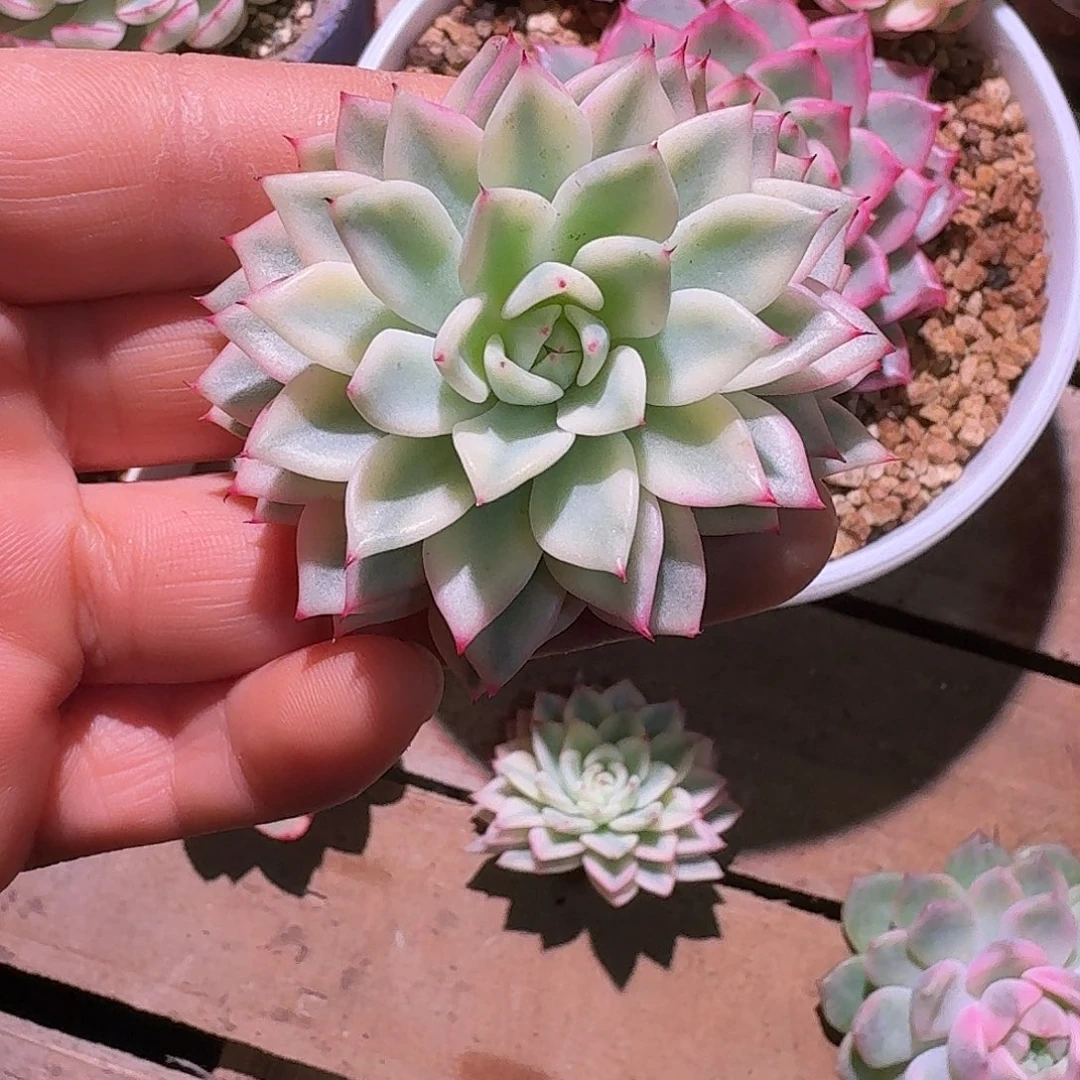 绿爪锦大侧芽多肉多