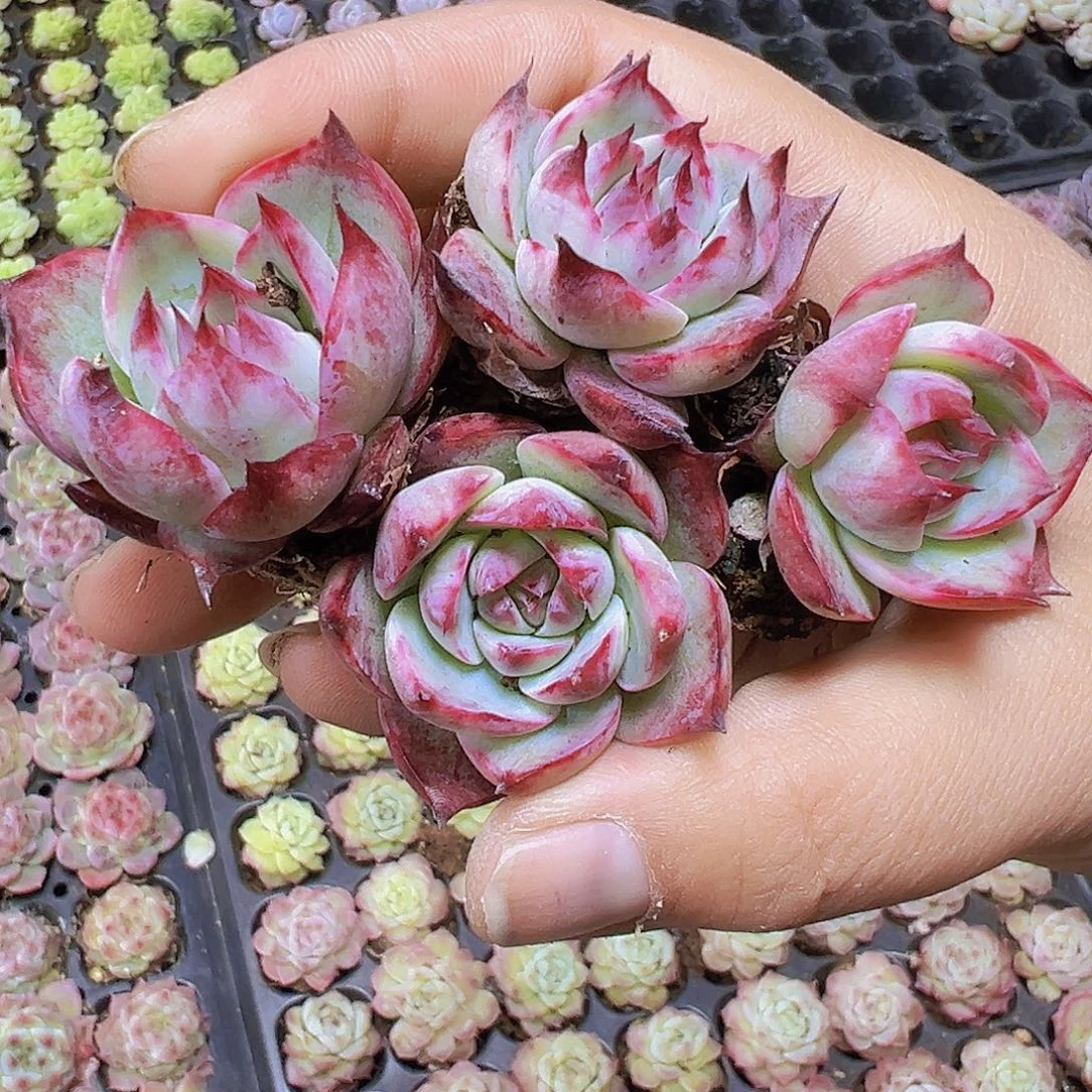 宽叶惊鸿5个苗19包邮