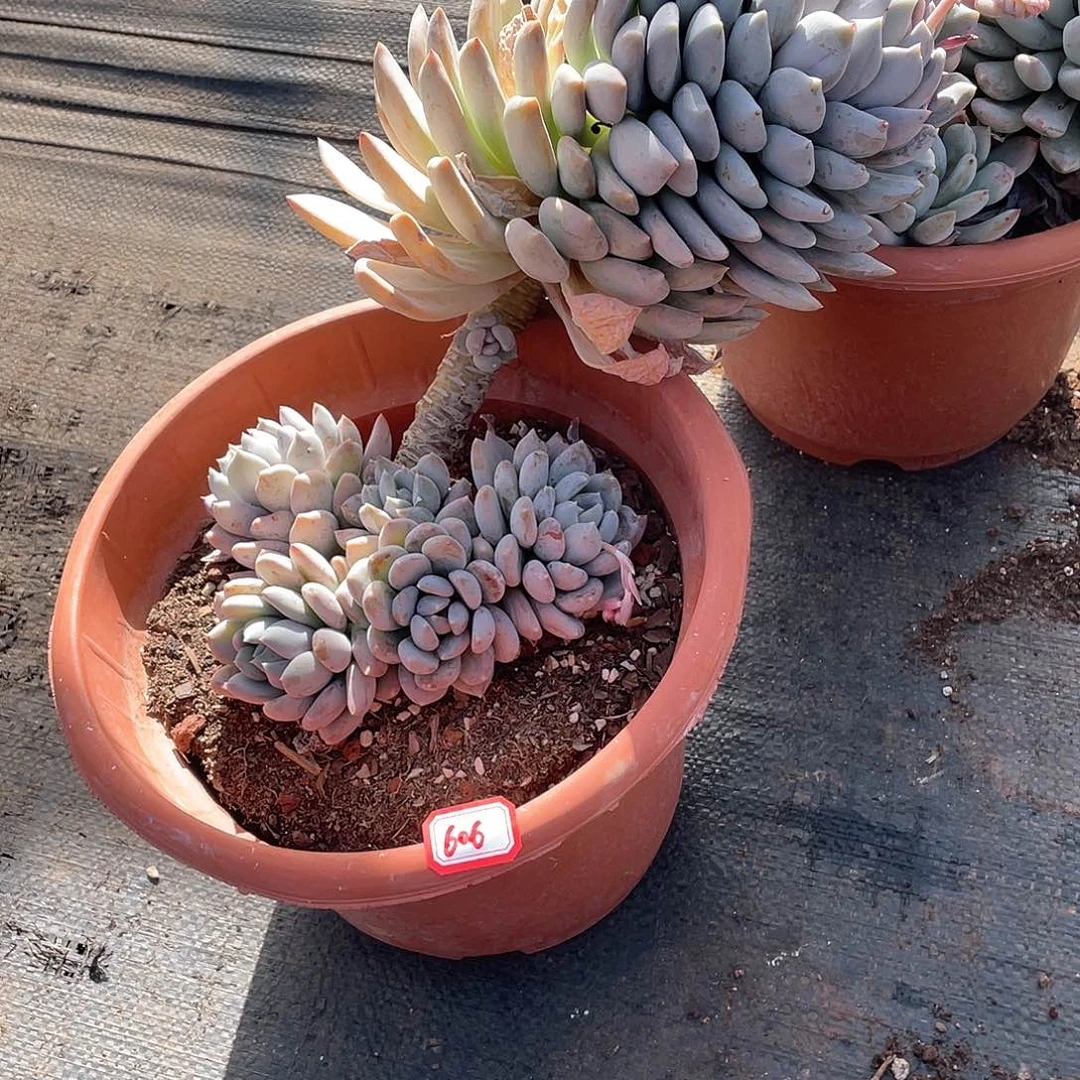 606胖美人年尾清货一物一拍多肉