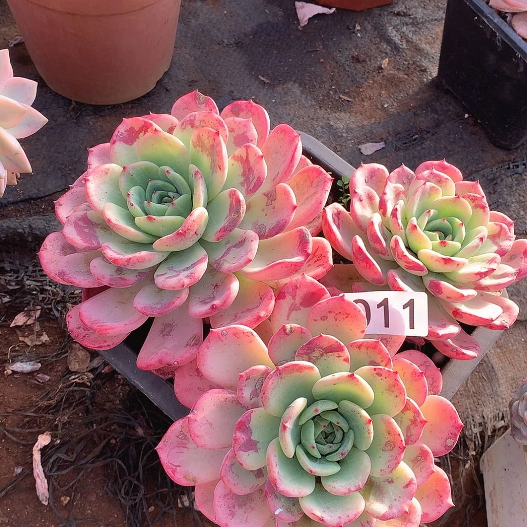 011三文鱼一物一拍多肉