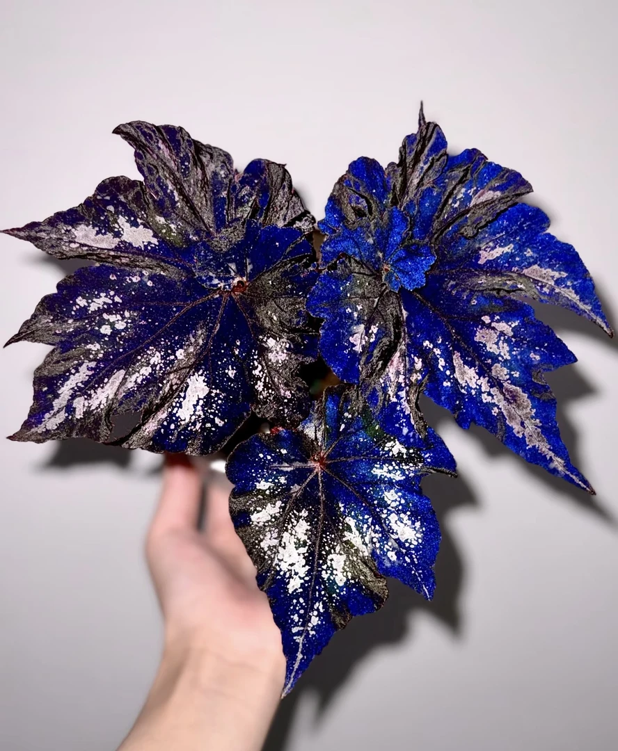 一号秋海棠室内阳台庭院耐荫植物色彩变化丰富