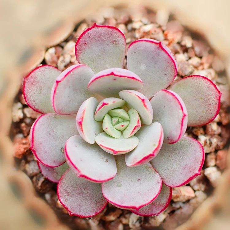 【满9.9包邮】凌波仙子拍一发二6.5cm盆多肉植物以直播间展示为主