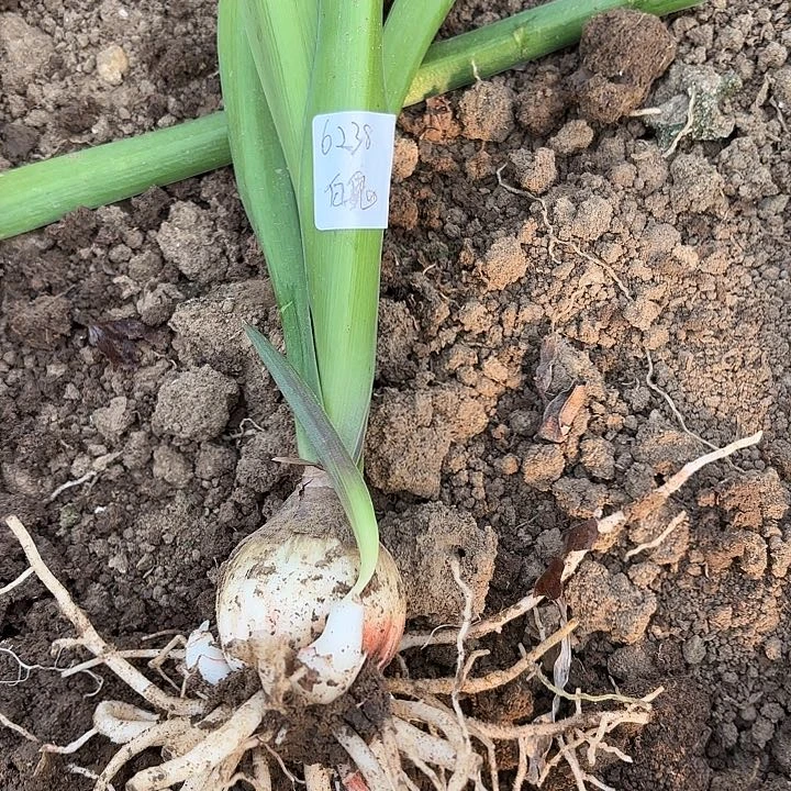 快**忧白肋鬼魅5左右带土6238