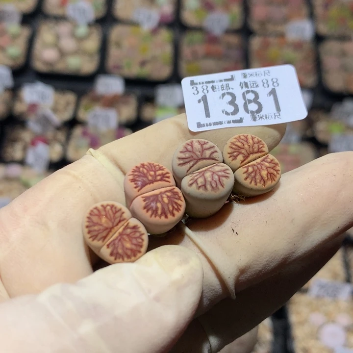 杨***冰Zzzzz精品的肉肉1381