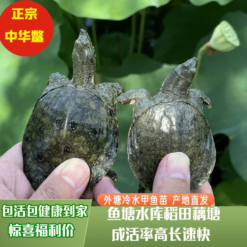 【全规格外塘冷水甲鱼苗】外塘生态鱼养殖鳖苗鲜活团鱼水鱼养殖专用
