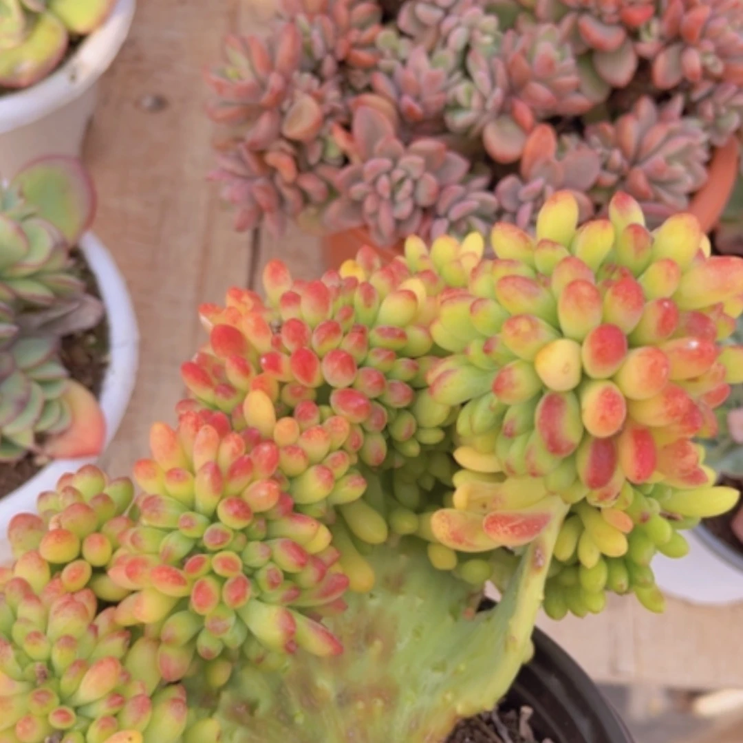 【闪购商品】柠檬手指缀14208