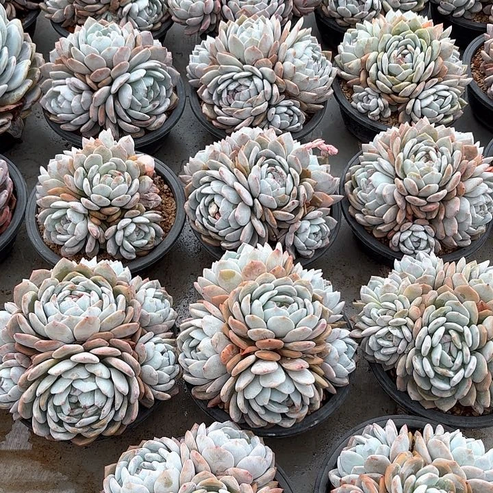 石榴籽星影00000000