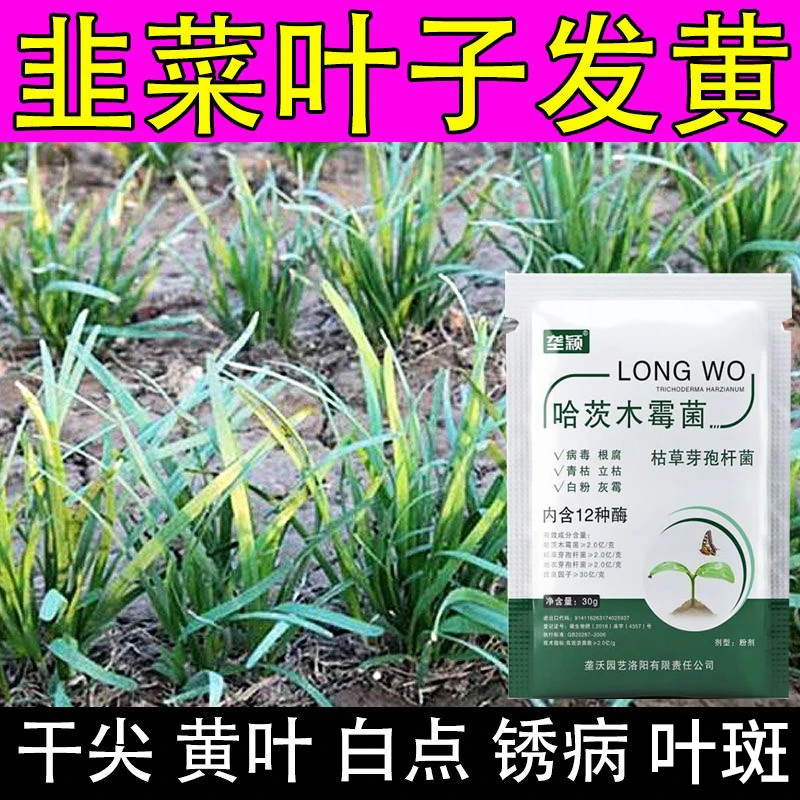 【急救】韭菜叶子白点灰霉病韭菜锈病黄叶干尖韭菜白斑叶斑病肥料
