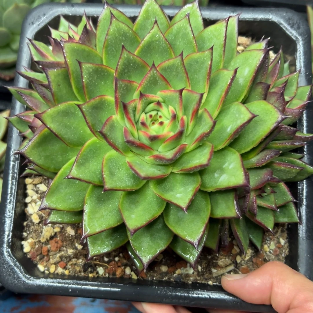 多肉植物一物一拍（148号）