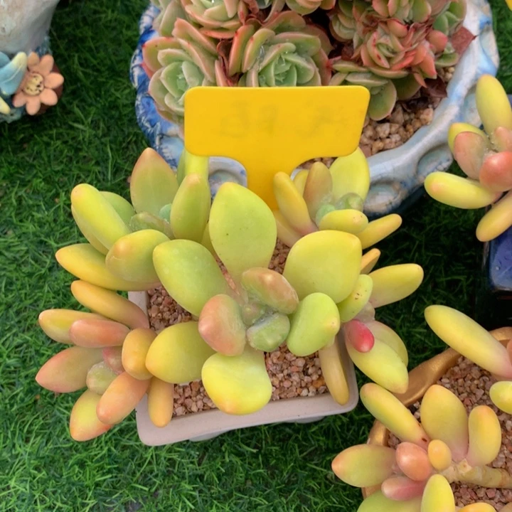 春***心多肉植物72737373773