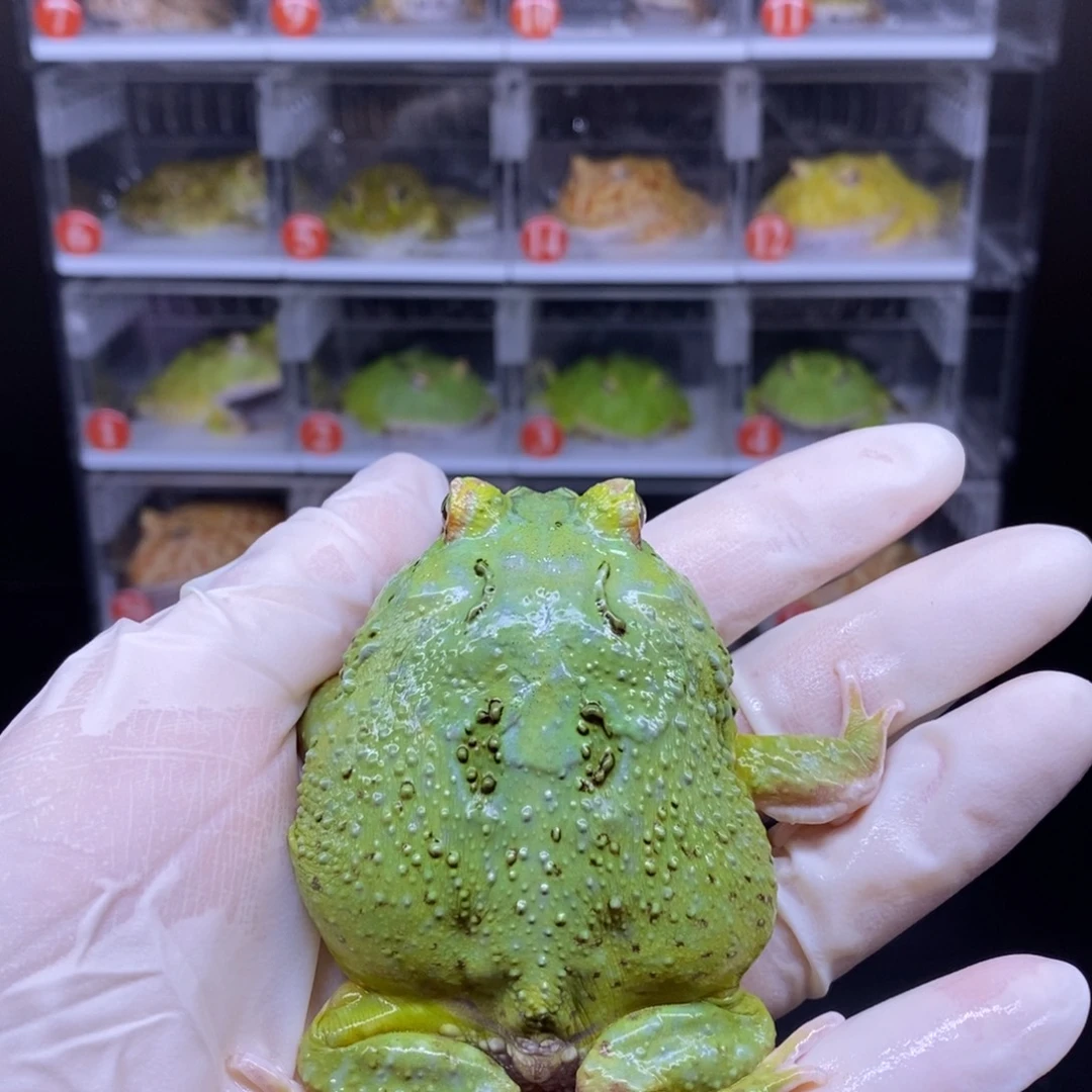 角蛙抹茶角蛙闪购链接