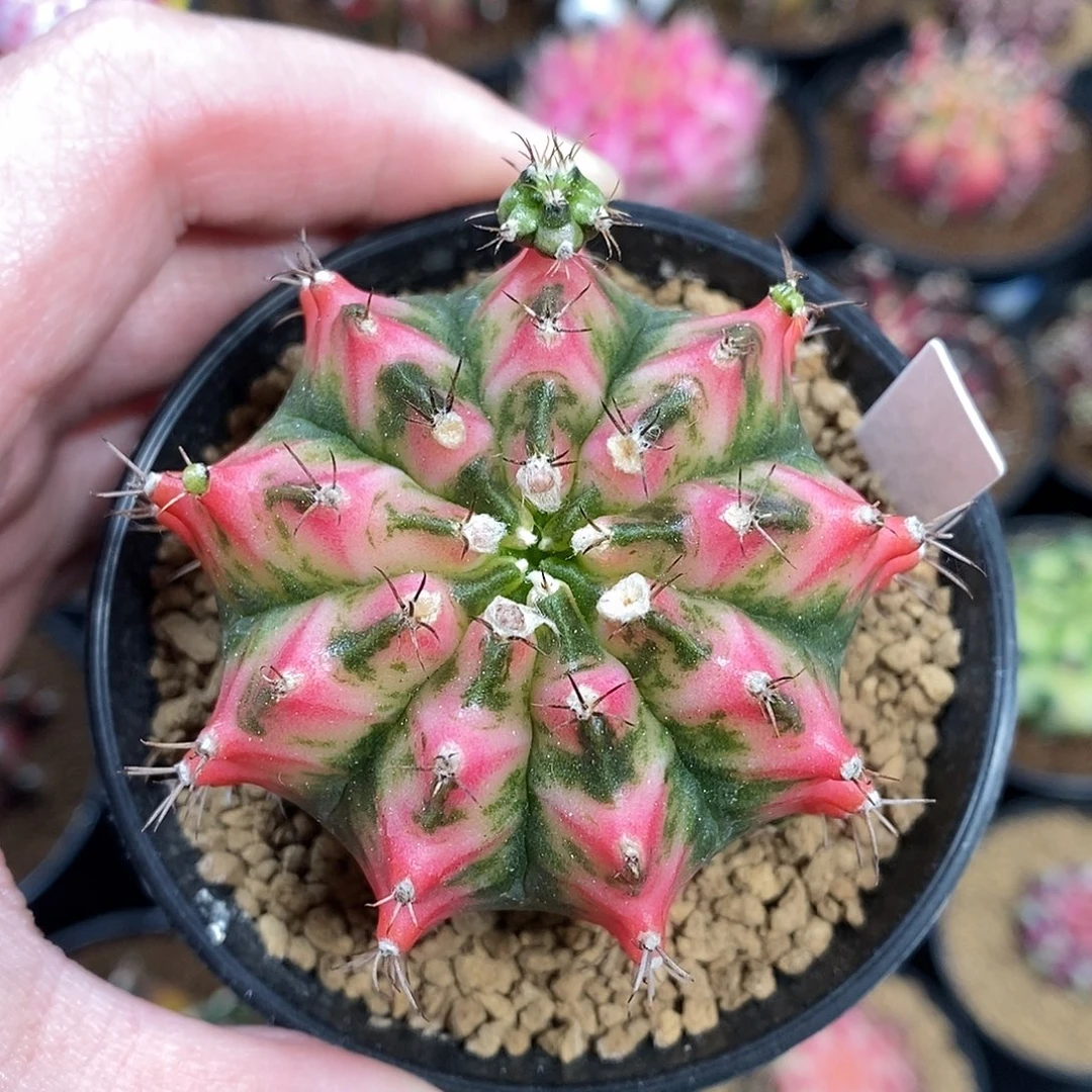 米哈仙人球花蝴蝶侧芽002