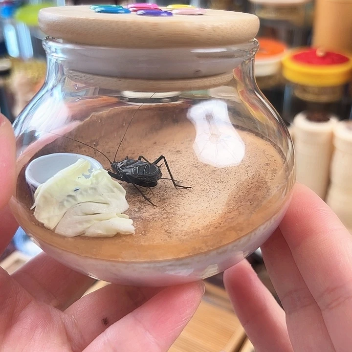 哈哈哈生态罐带麒麟