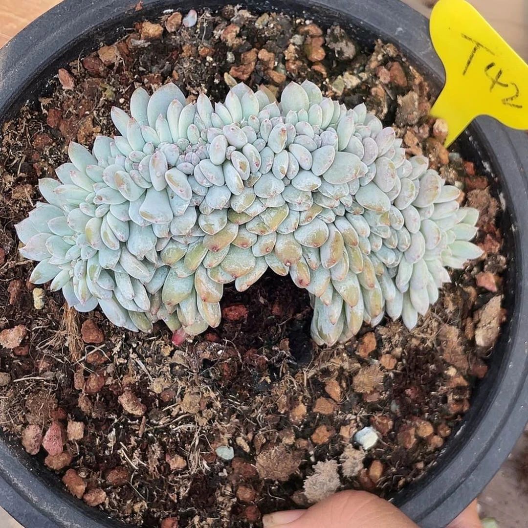 杨****石榴子星影缀化42
