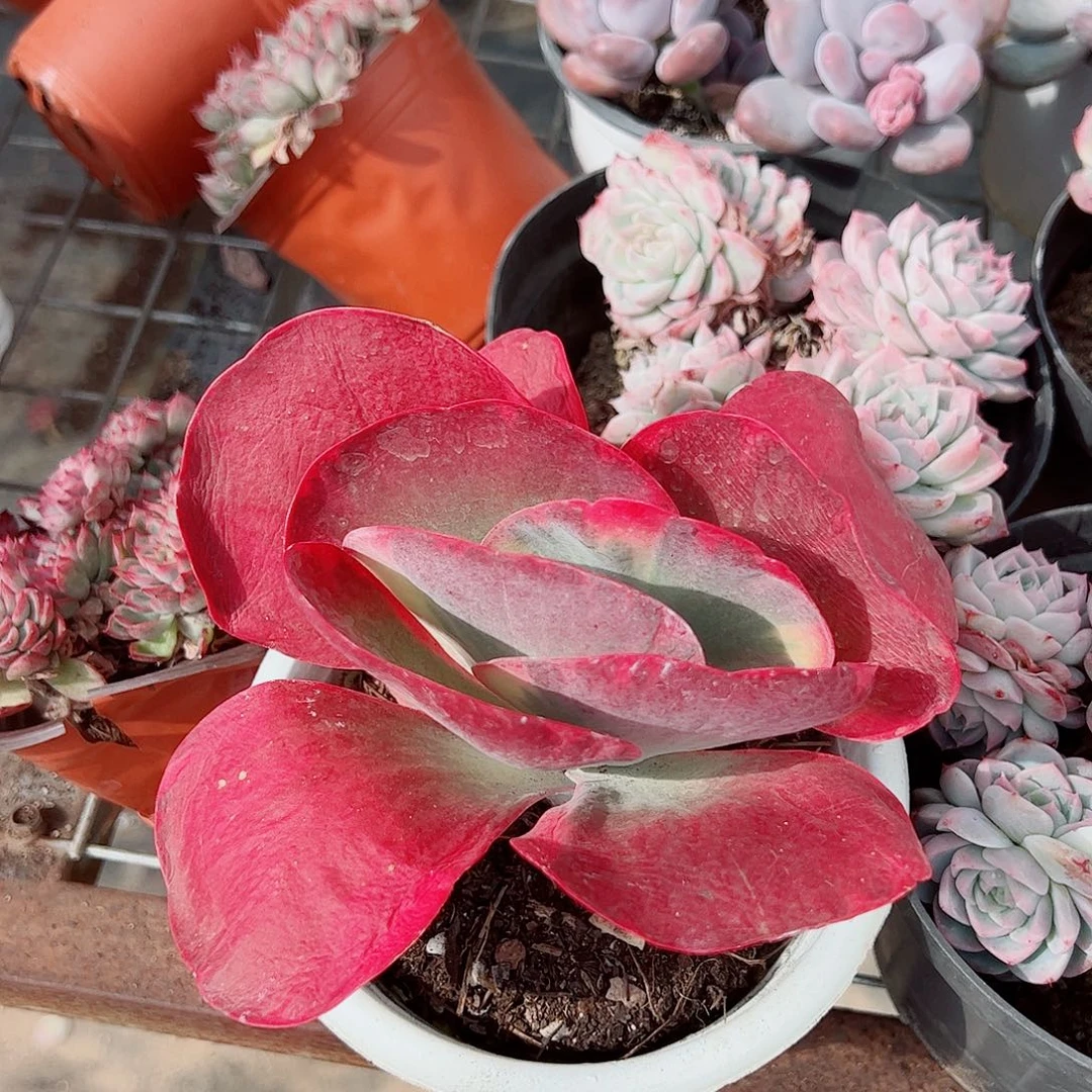 唐印锦大单头精品特价