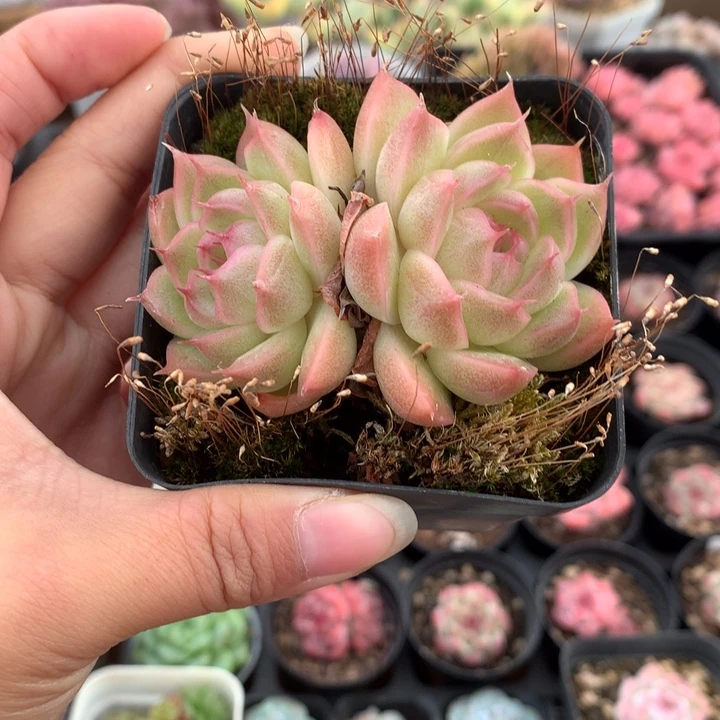 精控麦秆双头不包整