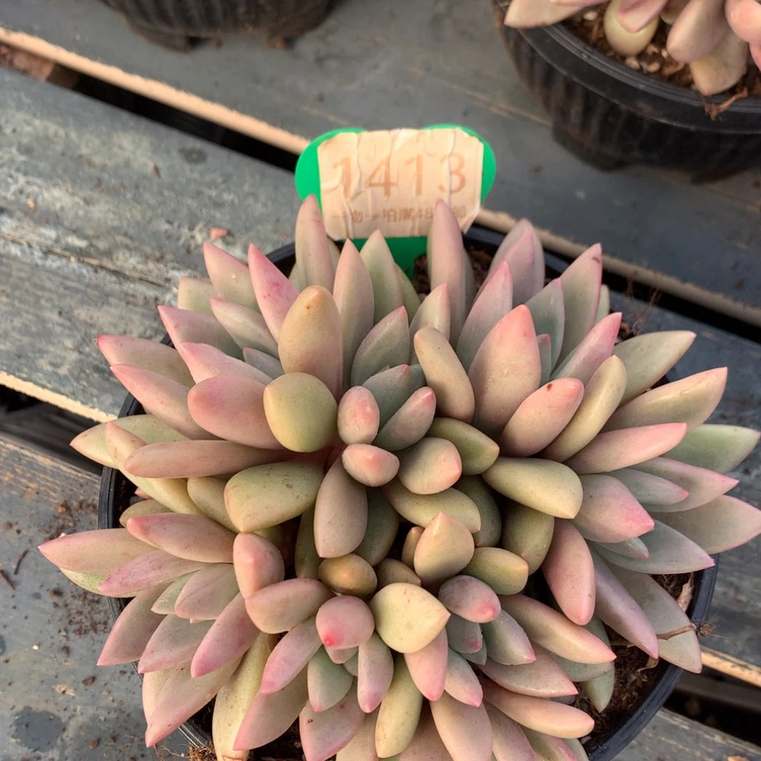 桃花源无砍平头1413