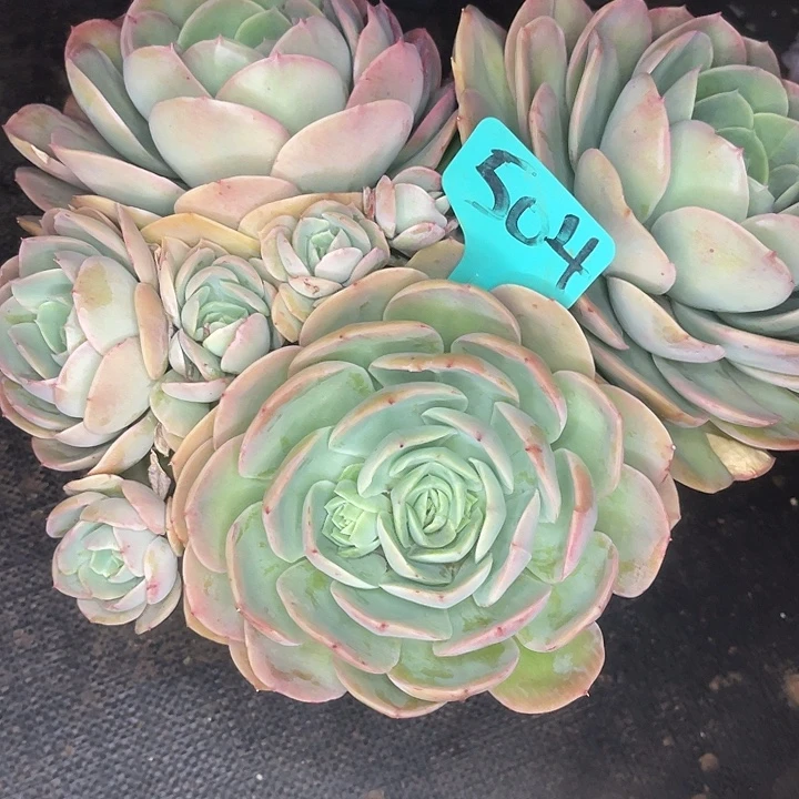 两单包邮，一物一504桃花坞