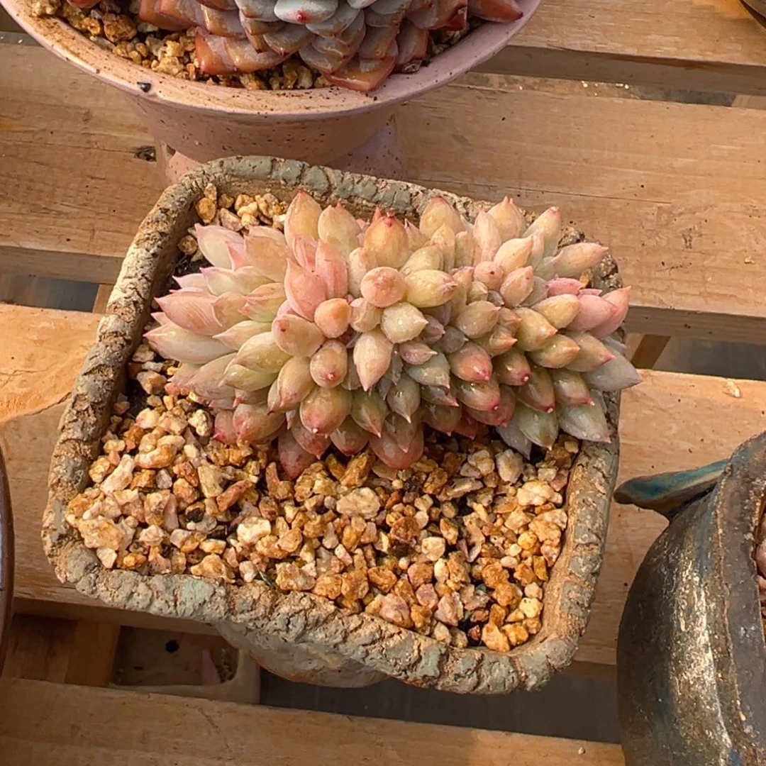 所罗门缀 有砍 9公分不带盆