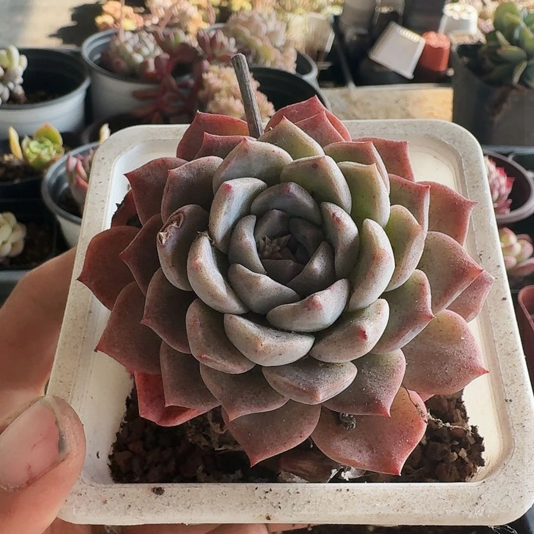 满20包邮零下拍保温箱