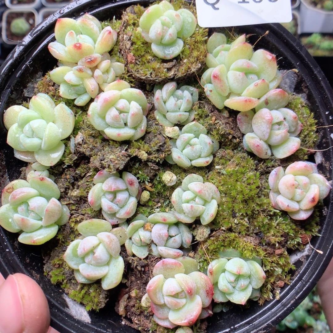 无花朵Q106优选刚毅yyyy
