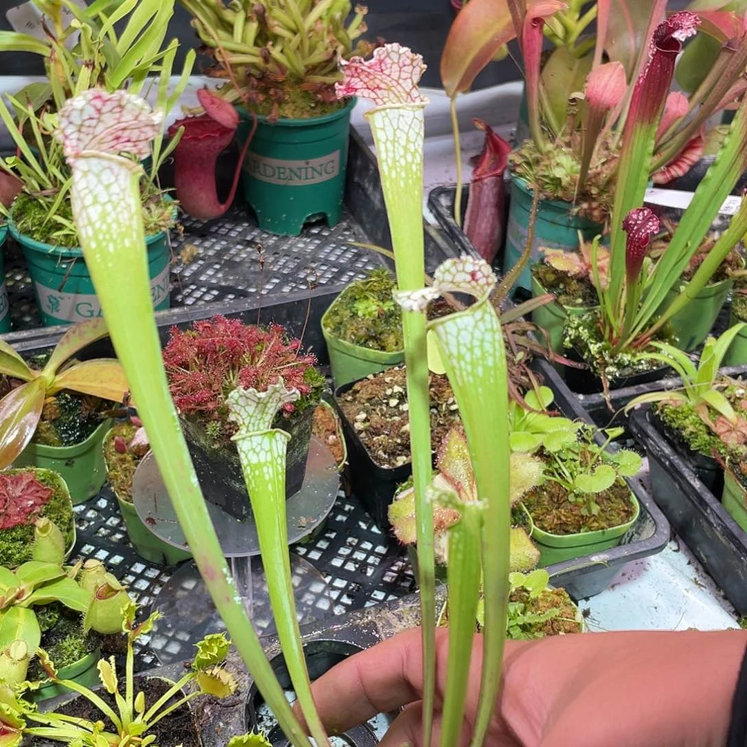 完全开放白瓶82。子