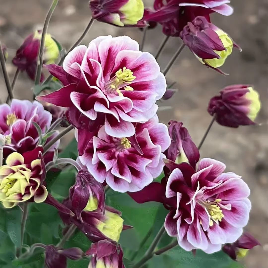 【豆妈来了】耧斗菜报喜鸟〖实物以直播间展示为准哦〗