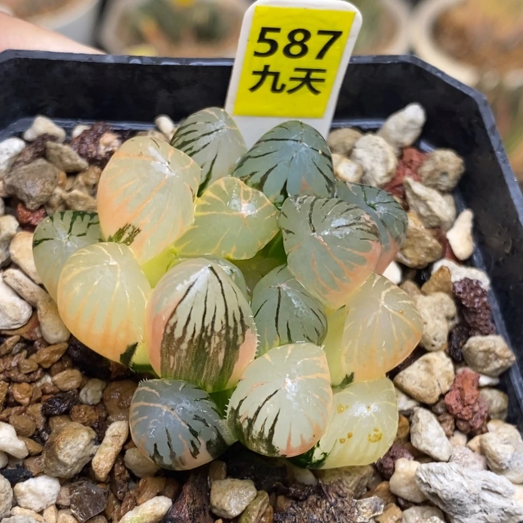 587号龙爪玉露锦发财