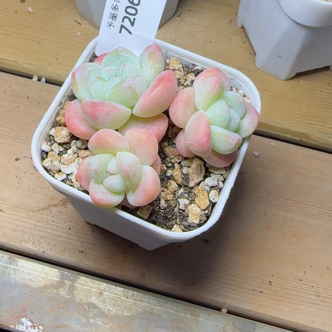 白底奶油冰玉无砍，7206多肉植物