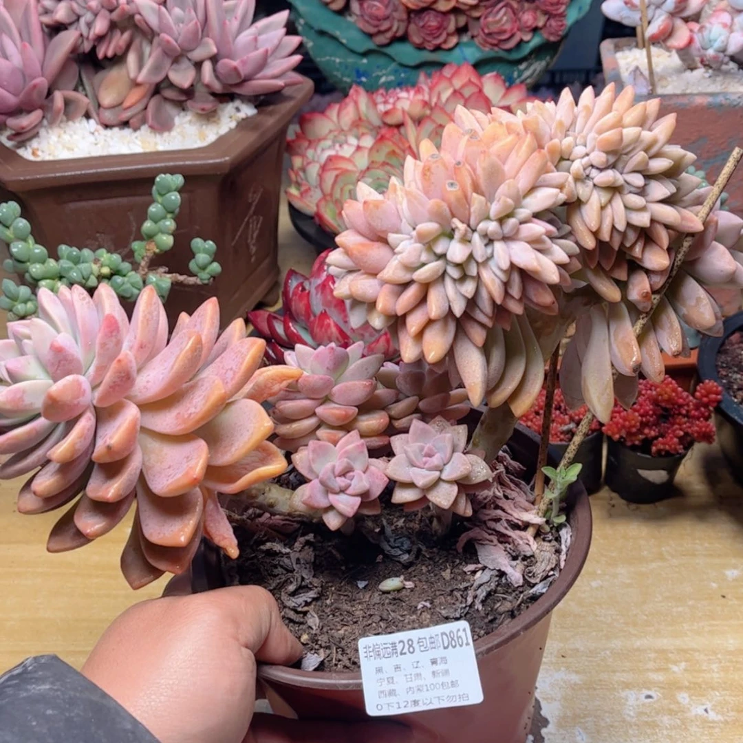 【闪购商品】861淡雪缀