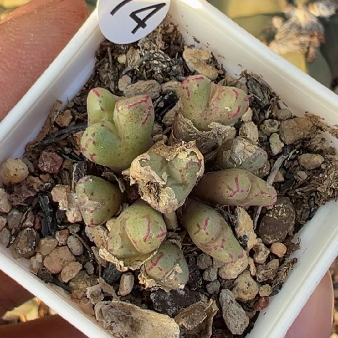 多肉植物111111111111111