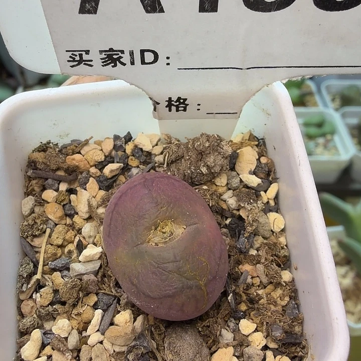 £***张199。满38包邮肉锥