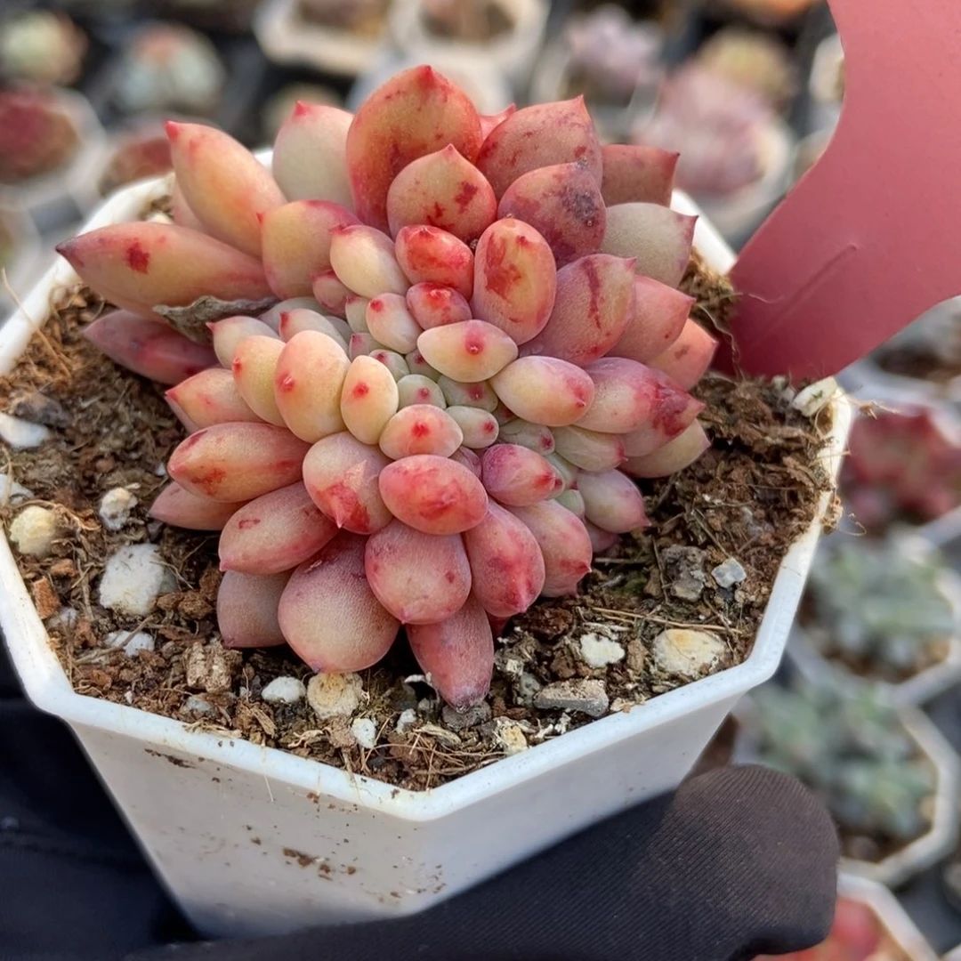 7001爱丽儿缀多肉植物