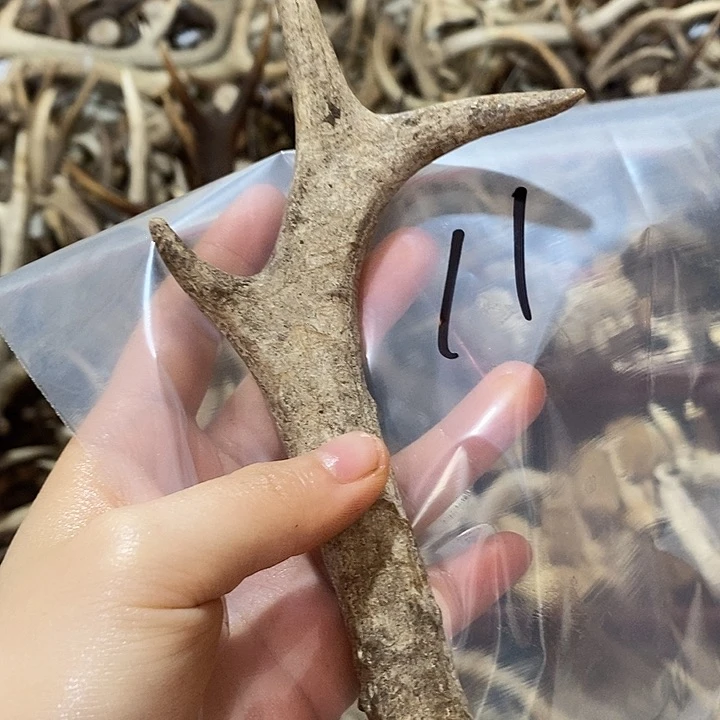 鹿角鹿角鹿角鹿角