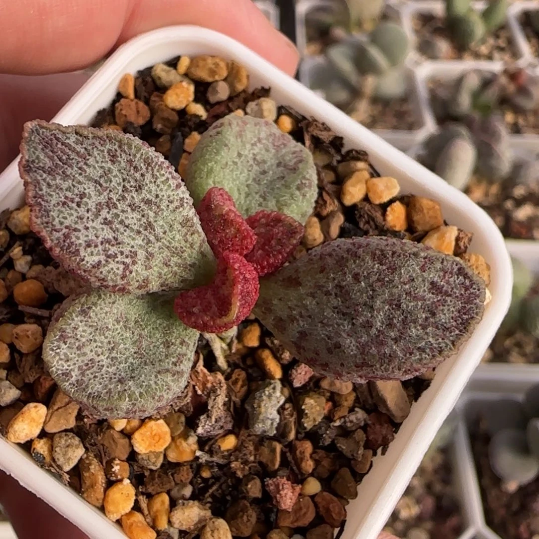 玫瑰猪肝水泡多肉植物