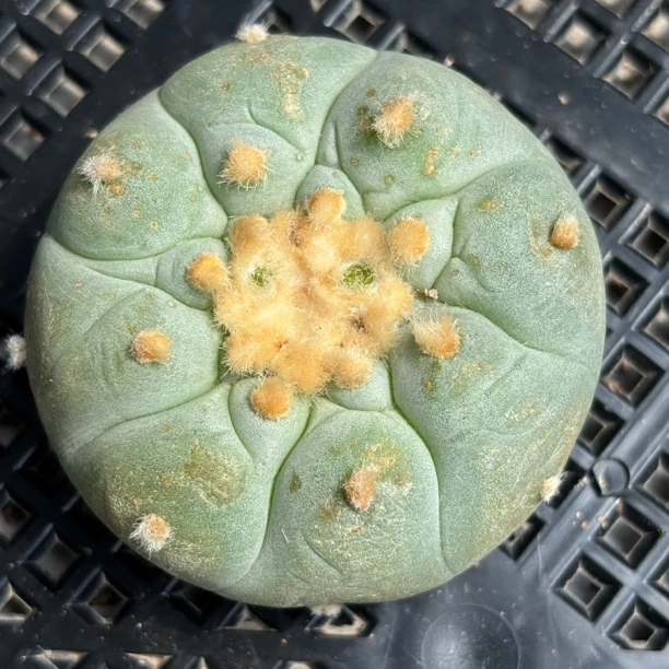 仙人球 有根 一物一拍 678