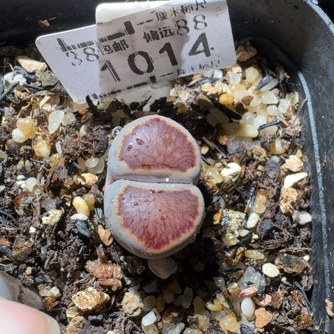 Sss精品生石花 1014