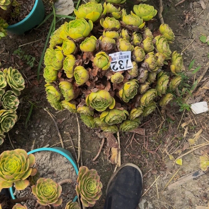 拉丝花29-41包邮花花