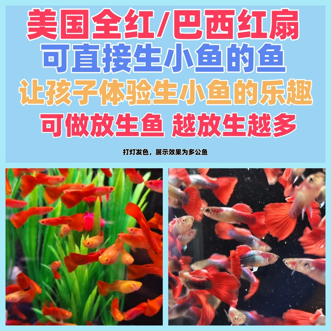 【渔场直发】精选孔雀鱼能生小鱼胎生可繁殖 放生鱼好养耐活