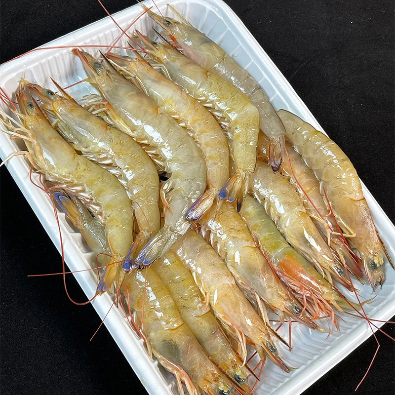 博贺港新鲜锁冻海洋大虾渔船上岸麻虾3斤