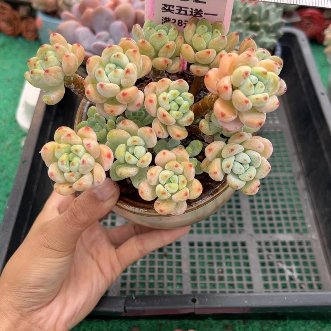 表妹精品多肉植物152.