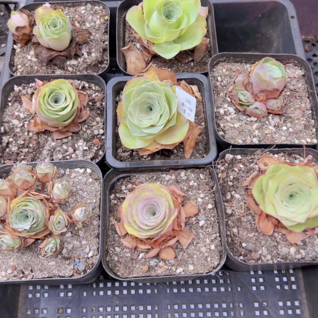 1000 侧牙掉了不包损无售后